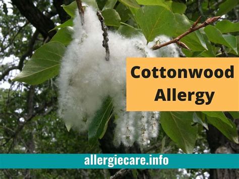 Cottonwood Allergy cause, Treatment, and more - Allergie Care