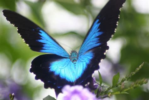 Kuranda Attraction - Australian Butterfly Sanctuary