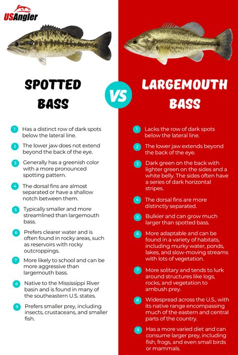 Spotted Bass Vs Largemouth The Differences Explained Usangler