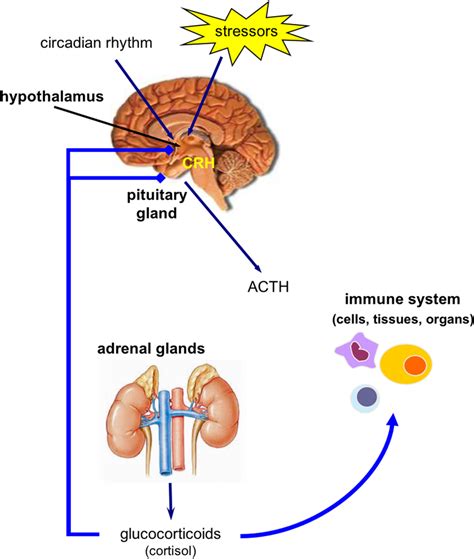 The hypothalamic–pituitary–adrenal axis. Stress stimuli induce the... | Download Scientific Diagram