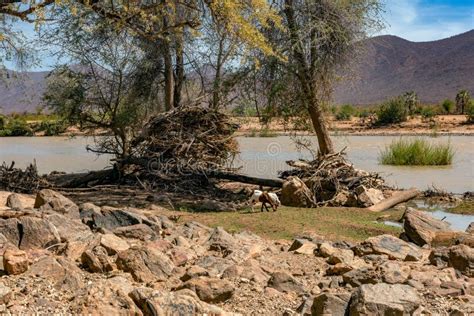 Landscape On The Banks Of The Kunene River The Border River Between