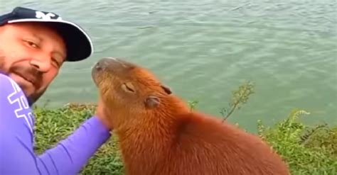 Friendly Capybara Wants To Introduce His Human Friend To The Rest Of ...