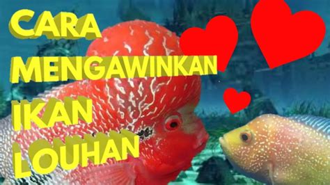 Cara Mengawinkan Ikan Louhan Pasti Berhasil Youtube