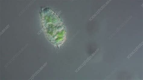 Ciliate Protozoan Coleps Sp Stock Video Clip K Science