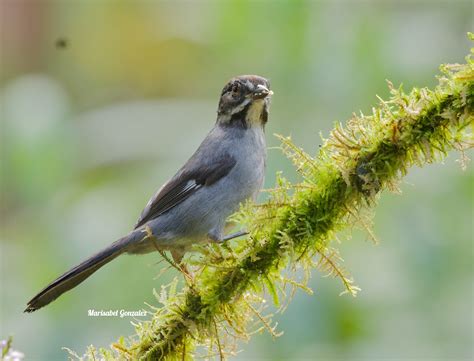 Slaty Brushfinch Manizales Colombia Marisabel Gonzalez Flickr