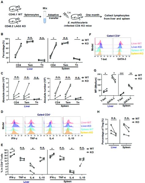 Lag3 Deficient Cd4 T Cell Develop Into Th1 Cells Upon Adoptive