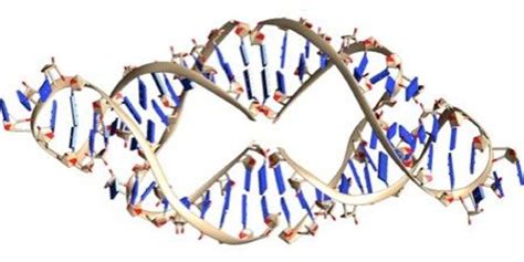 Using RNA to Amplify RNA | The Scientist Magazine®