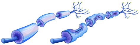 Human Nerves Cell and Peripheral Neuropathy 293277 Vector Art at Vecteezy