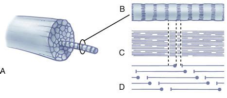 collagen fibrils