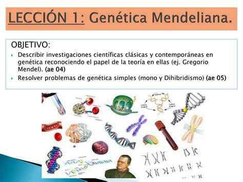 Solution Gen Tica Y Herencia Studypool