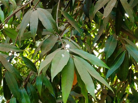 Syzygium Jambos Leaves Malabar Plum जांब Myrtaceae Malcom Baug 076 A