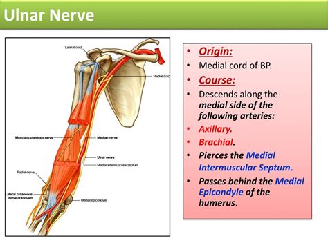 Ppt Radial And Ulnar Nerves Powerpoint Presentation Free Download Id