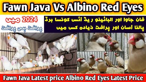 Fawn Java Sparrow Vs Albino Red Eyes Albino Red Eyes New Price Fawn