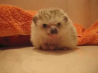 Tasty? GIF - Animals Hedgehog Cute - Discover & Share GIFs