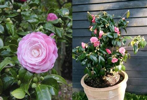 C Mo Cultivar Camelia En Maceta Y Sus Cuidados Eco Jard N M Gico