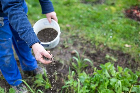 One Step Closer To A Dream Of Breeding A Self Fertilizing Plant