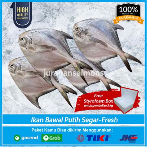 Jual Ikan Bawal Putih Laut Segar Fresh Ukuran Besar Kg Isi Ekor