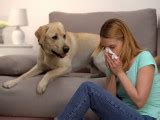 Les chiens frisés ou bouclés particularités plus belles races