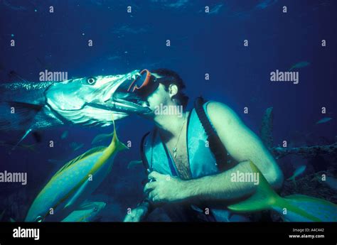 Captain Spencer Slate Feeds A Great Barracuda Sphyraena Barracuda Stock