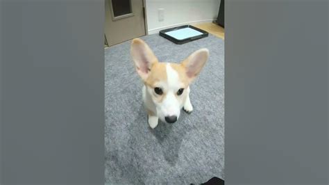 懐かしい♡「お手」教え始めた生後3ヶ月頃のもも🤍コーギー 子犬犬のしつけ Youtube