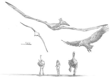 Quetzalcoatlus By Dewlap On Deviantart