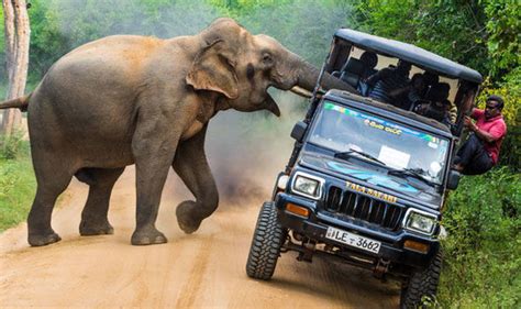 Elephant Pokes Head Into Safari Jeep At Sri Lankas Yala National Park