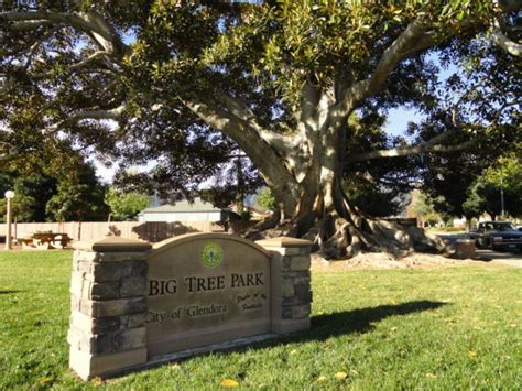 City Opens Big Tree Park For Weddings | Glendora, CA Patch