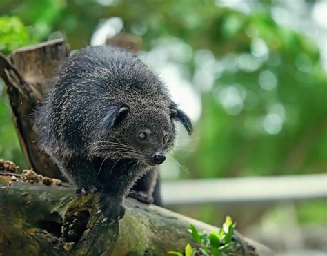 Binturong - KHAO SOK National Park, Thailand