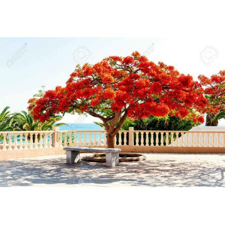 Graines De Flamboyant Delonix Regia Prix