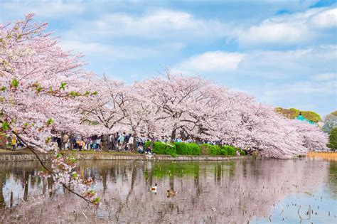 Ueno Park Must See Access Hours And Price Good Luck Trip