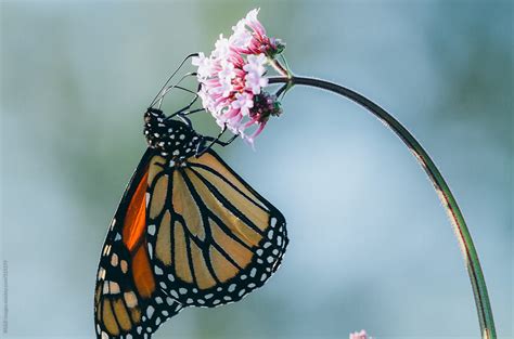 "Butterfly Feeding" by Stocksy Contributor "Ibex.media" - Stocksy