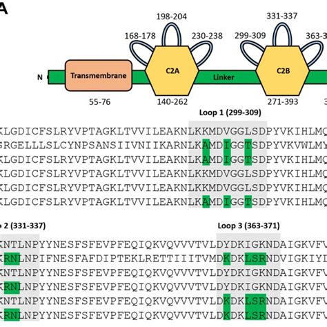 Amino Acid Sequences Of The C B Domains From Wt And Chimeric Syt