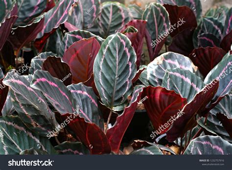 Calathea Pink Green Color Background Texture Stock Photo 1232757916 ...