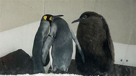 Pesto The Penguin A Viral Sensation At Sea Life Melbourne Aquarium — Belstad