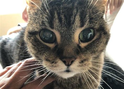 Животные, которые действуют лучше любых антидепрессантов / Питомцы