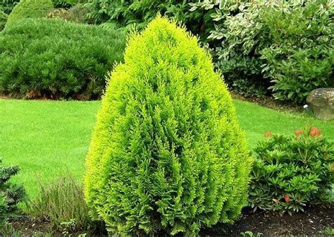 Туя западная Ауреа Нана (Thuja occidentalis Aurea Nana) - Сад удачи ...