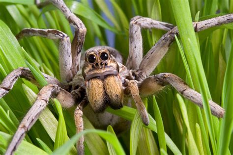 Are Wolf Spiders Dangerous? (Detailed Guide) | Spiders Planet