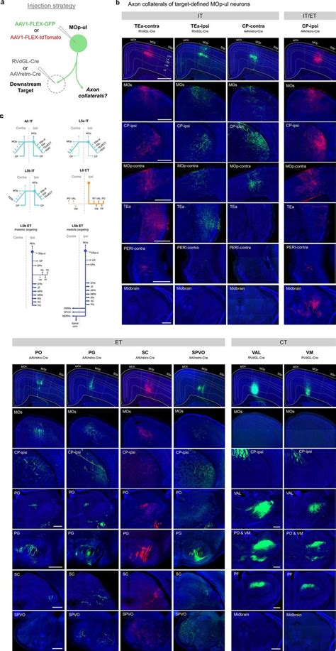 Axon Collateral Profiles For Different Target Defined MOp Ul Cell