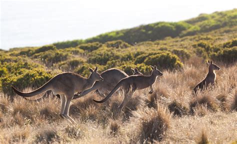 Australia Proposes Issb Inspired Climate Reporting Standards Green