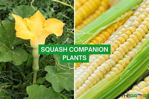 Squash Companion Plants (The Complete List) | TheGrow