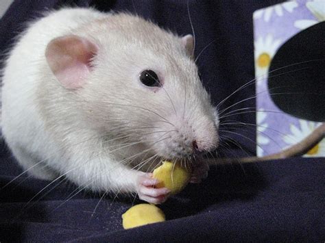 Mongolian Gerbils Vs Fancy Rats As Pets Rodent Zone