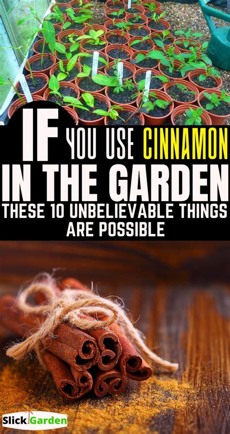 If You Use Cinnamon In The Garden These 10 Unbelievable Things Are