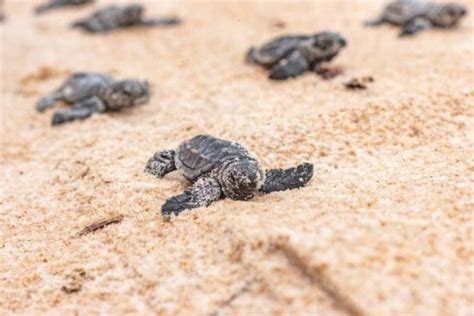 Praia De Cabo De Santo Agostinho Registra Nascimento De 117 Tartarugas