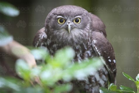 Image of Barking Owl - Austockphoto