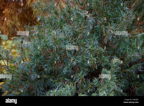 Pinus Strobus Tiny Hi Res Stock Photography And Images Alamy