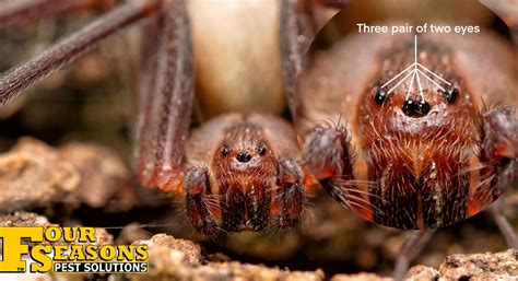 Brown Recluse Spider Short Four Seasons Pest Solutions