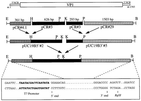 Construction Of The Full Length CDNA Clone Of IPNV Segment B For The