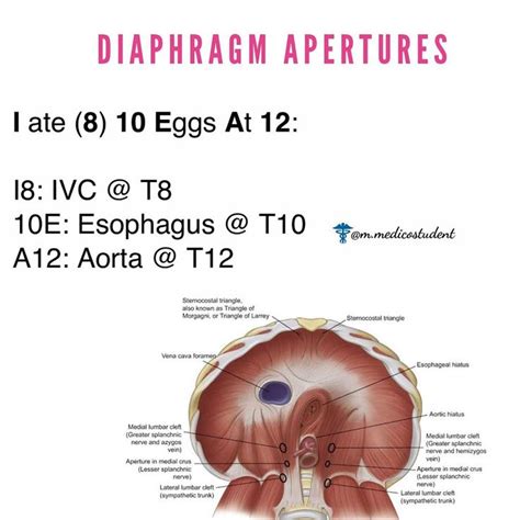 The Diaphragmatic Apertures Are A Collection Of Apertures That Allow