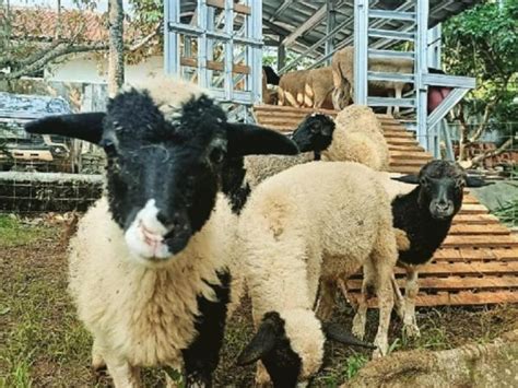 Wisata Edukasi Peternakan Kambing Yuk Kunjungi Pesona Satwa Farm Di