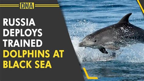 Russia Uses Military Dolphins In Black Sea Amid Ukraine War Report